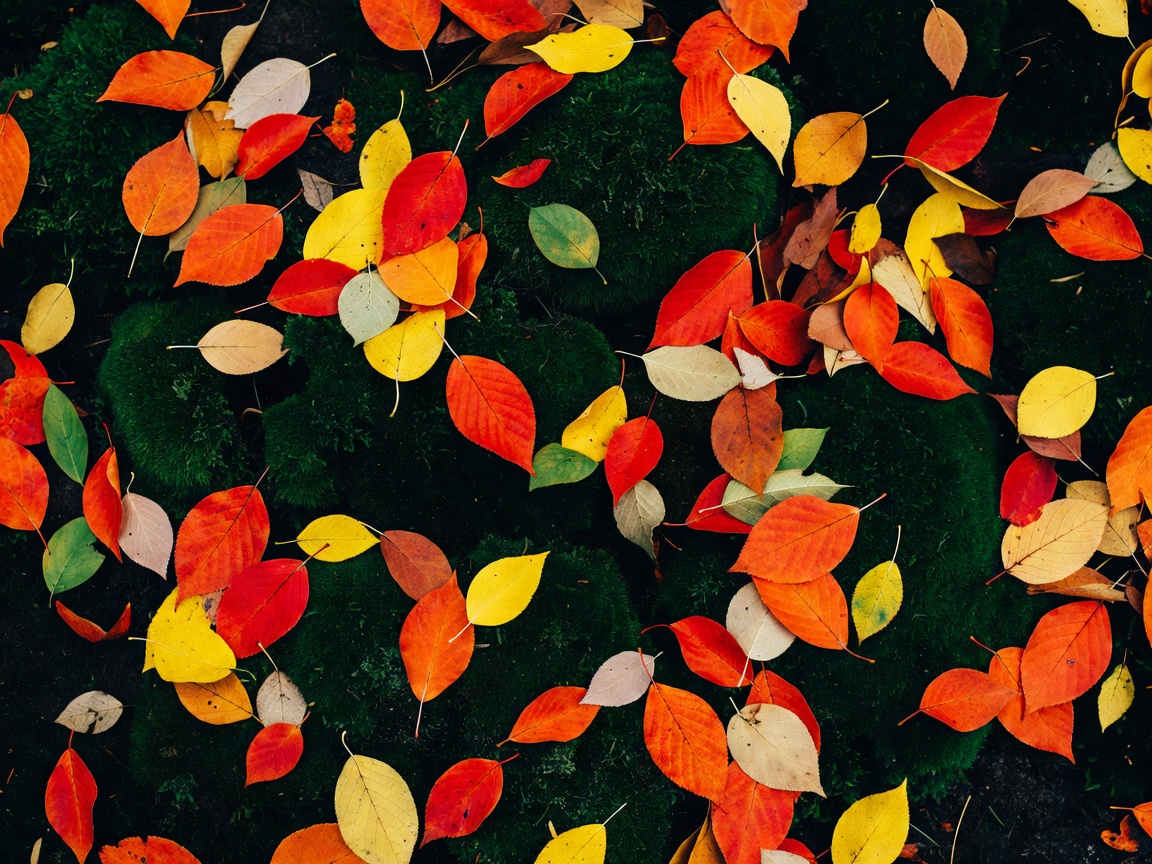Overhead view of vibrant fallen leaves on dark moss ground inside a spooky forest